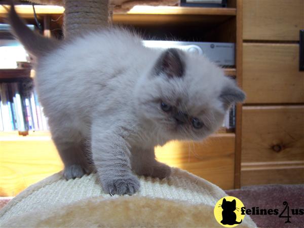 Exotic Shorthair Kittens