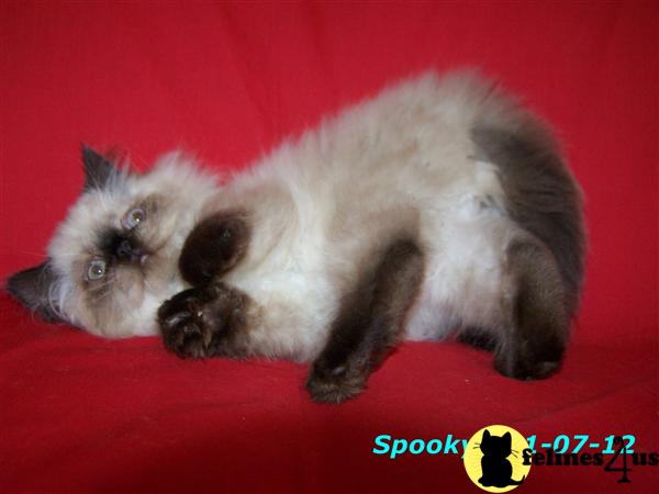 Cats for Sale