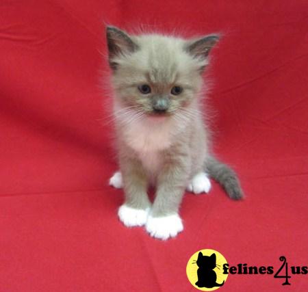 Kittens for Sale in New York