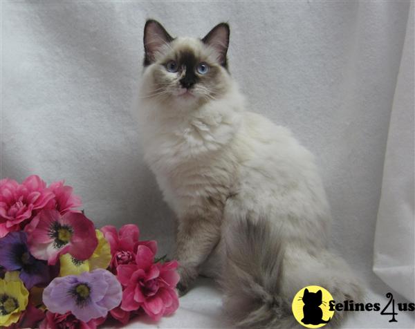 Ragdoll Kittens
