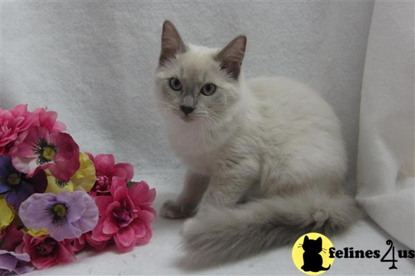 Ragdoll Kittens
