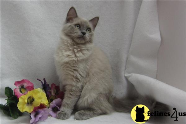 Ragdoll Kittens