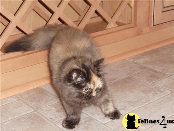 Kittens for Sale in Maryland