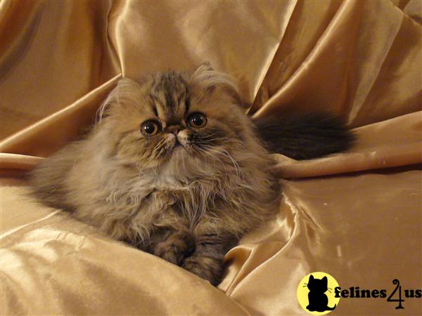 Kittens for Sale in Wisconsin