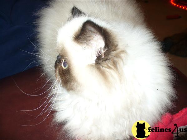 Kittens for Sale in Wisconsin