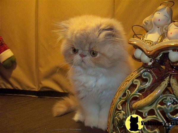 Kittens for Sale in Florida