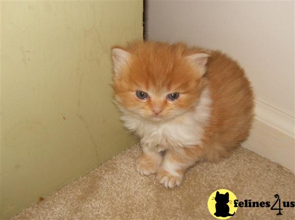 2 Beautiful CFA registered doll faced persian kittens