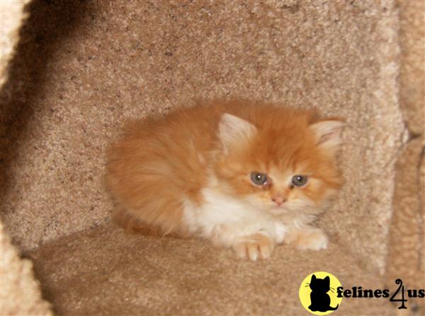 Kittens for Sale in Indiana
