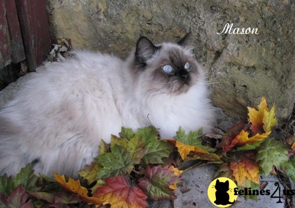 Himalayan Kittens