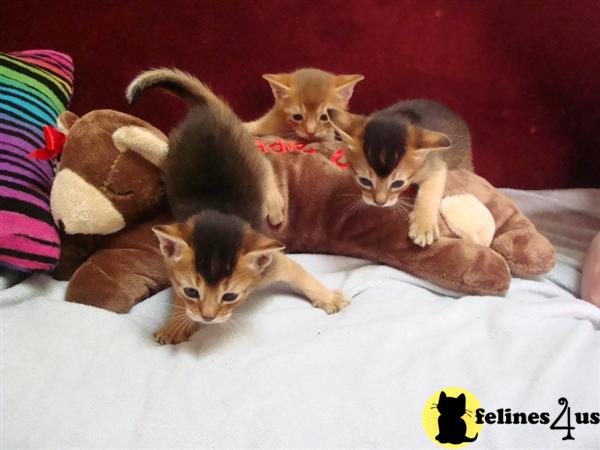 NY USA, Abyssinian Kittens