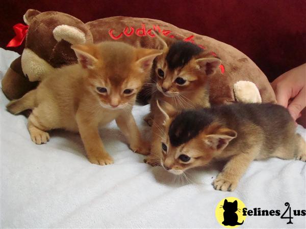 NY USA, Abyssinian Kittens