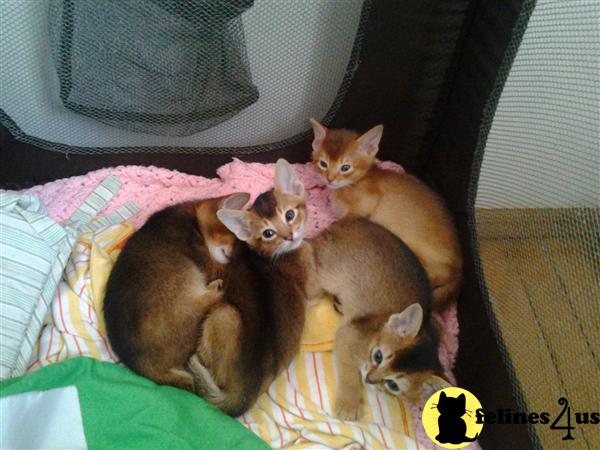 Abyssinian Kittens