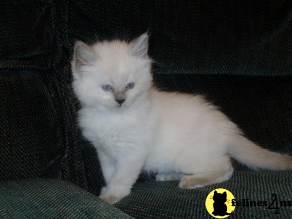 Kittens for Sale in Pennsylvania