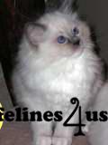 Kittens for Sale in North Carolina
