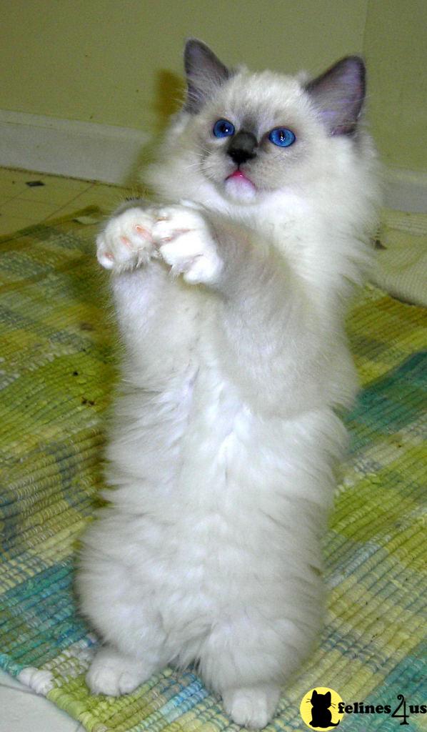 Ragdoll Kittens