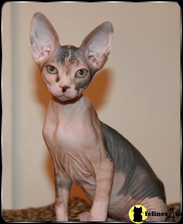 Hypoallergenic Cats