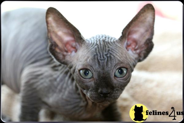 Sphynx Kittens