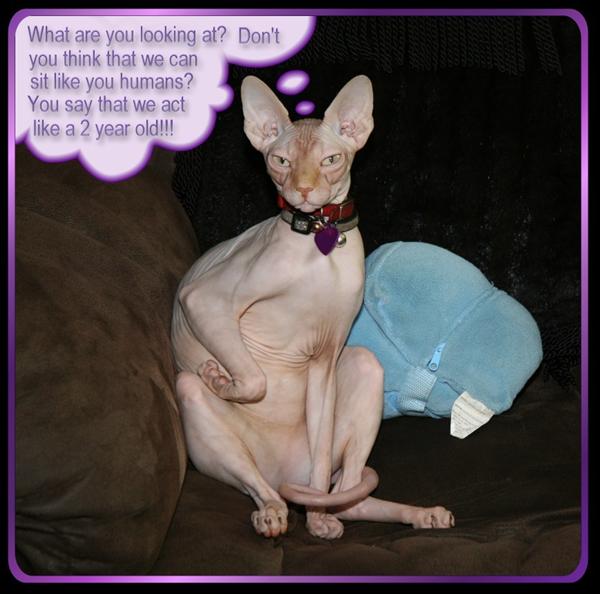 Cat Photo Contest
