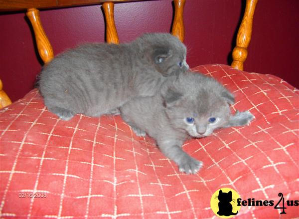 Manx Kittens