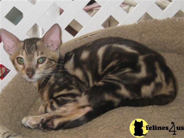 Bengal Kittens in Michigan
