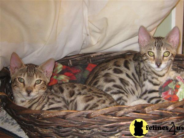 Bengal Kittens in Michigan