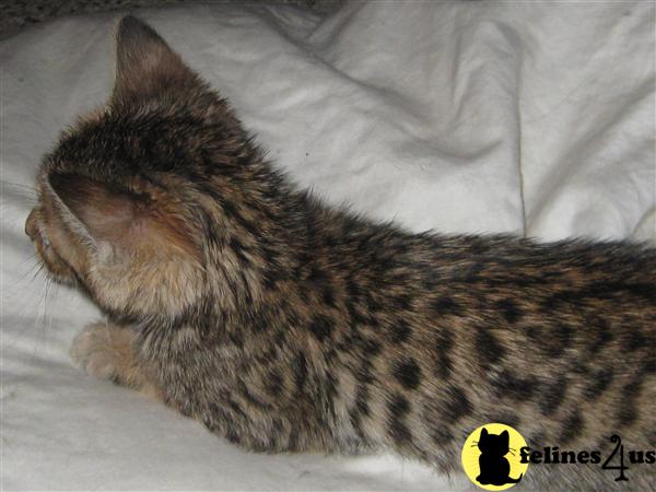 Bengal Kittens in Michigan