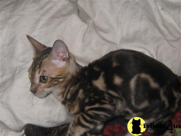 tica registered kitten