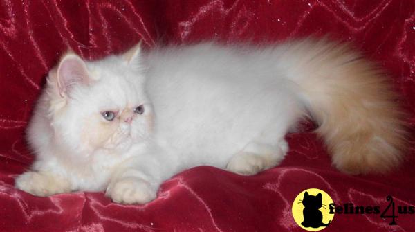 Exotic Shorthair Kittens in Florida