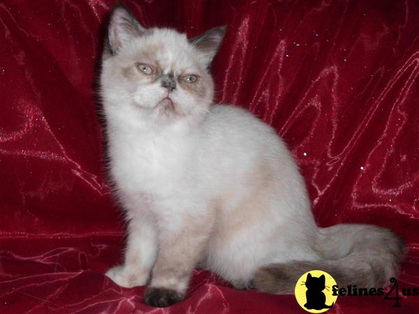 Exotic Shorthair Kittens in Florida
