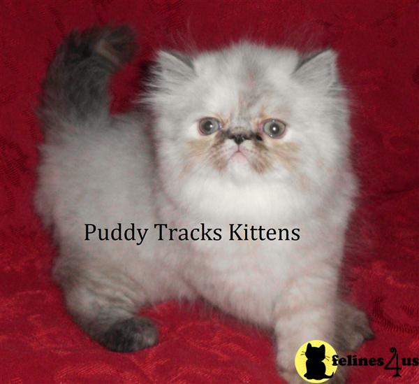 Kittens for Sale in Florida