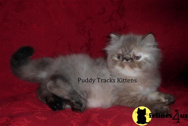 Kittens for Sale in Florida