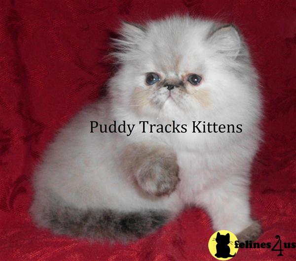 Kittens for Sale