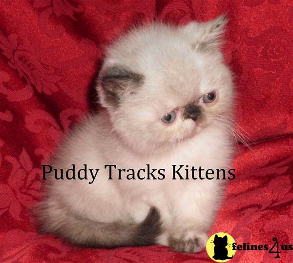 Exotic Shorthair Kittens