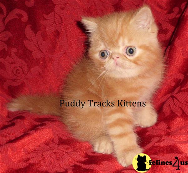 Exotic Shorthair Kittens