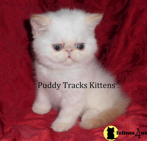 Exotic Shorthair Kittens