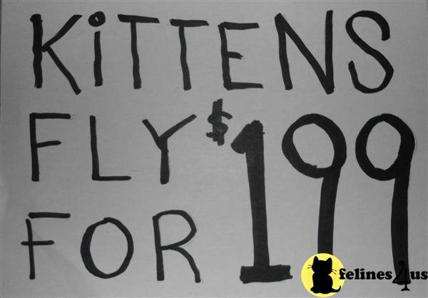 Kittens for Sale