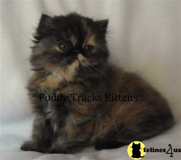 Himalayan Kittens