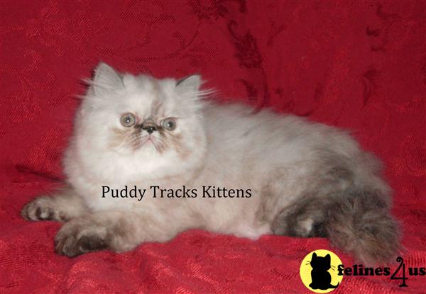Kittens for Sale