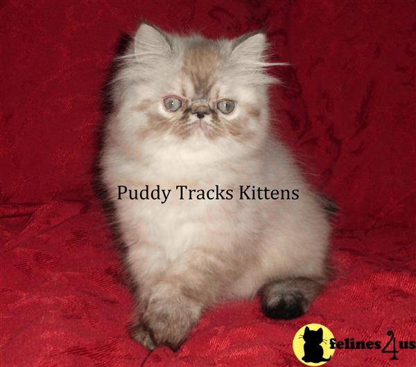 Kittens for Sale