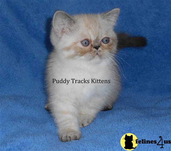 Kittens for Sale