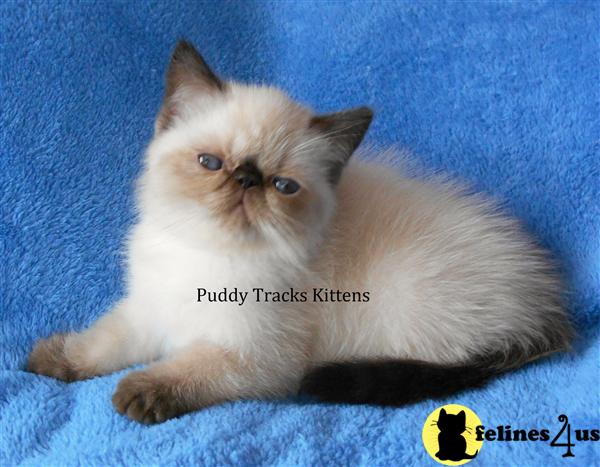 Kittens for Sale