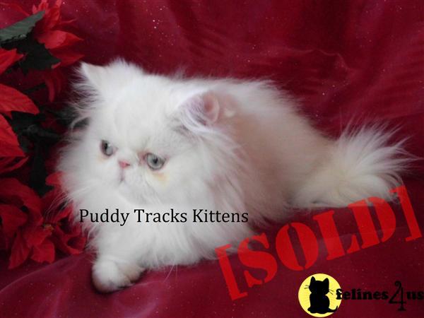 Solid White Persian Baby Girl For Christmas 