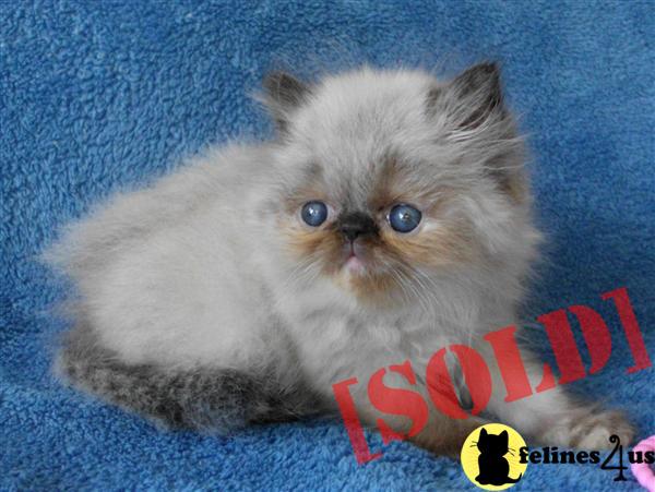 Darling Tortie Point Himalayan Girl