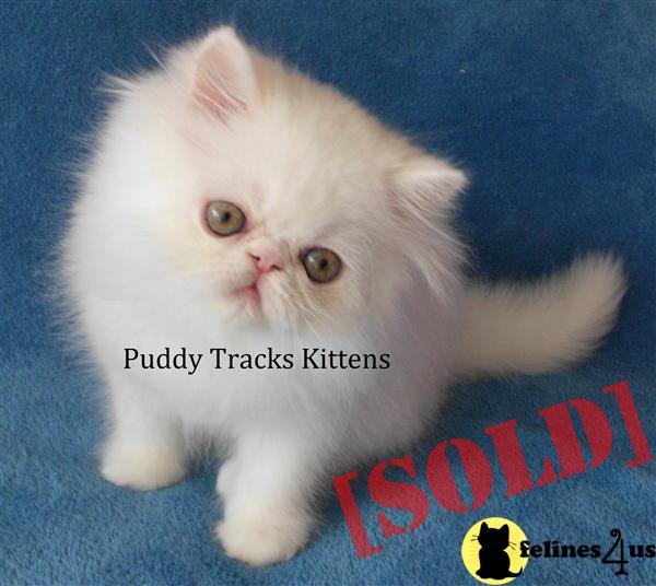 Beautiful Solid White Persian Baby Boy