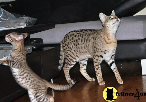 Savannah Kittens