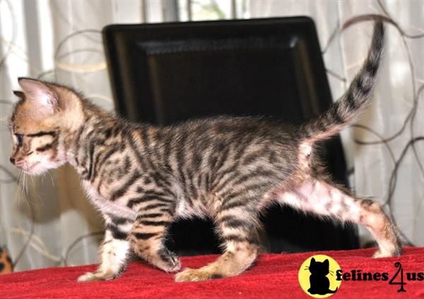Kittens for Sale