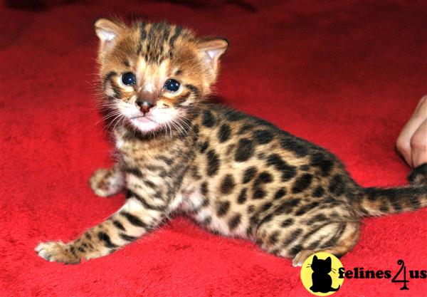 Kittens for Sale