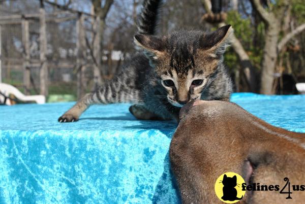 Savannah Kittens