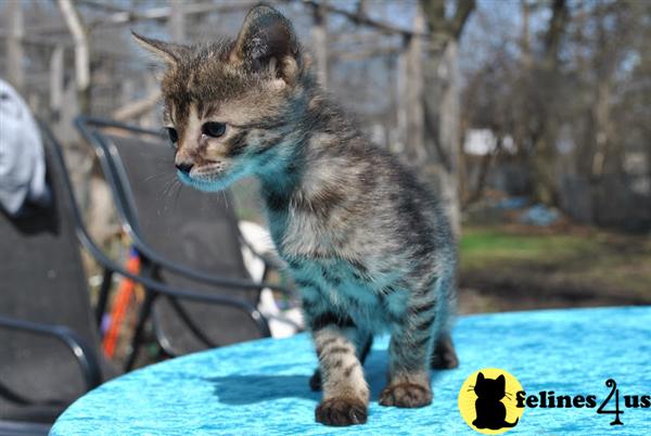 Savannah Kittens