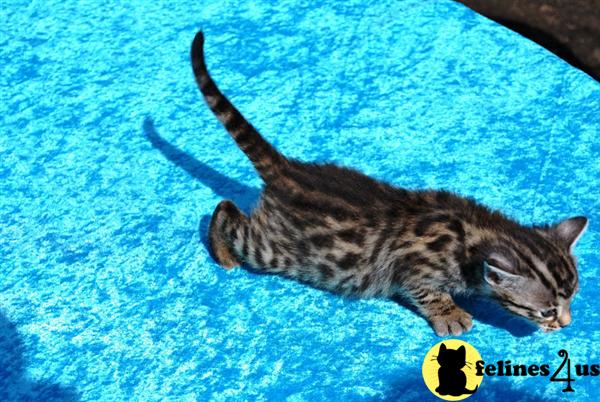 Bengal Kittens